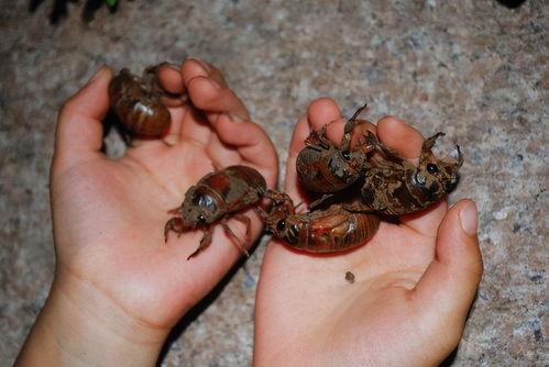 爬蚱市场价最新爆料,爬蚱市场价波动，揭秘热门品种价格走势