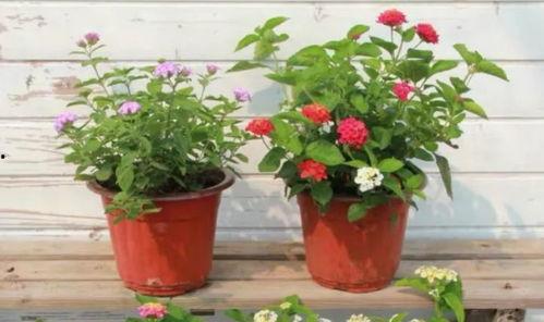 苗阜小强最新爆料视频,娱乐圈幕后真相大曝光！